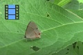 Scene 29_Hairstreak on Leaf